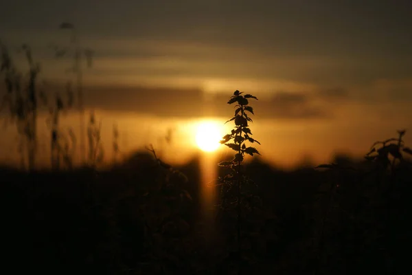 Sole Tramonto Alla Periferia Berlino Piante Come Silhouette Primo Piano — Foto Stock