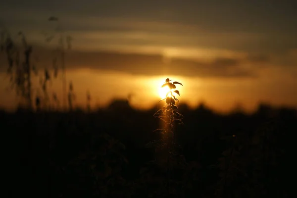 ベルリン郊外に太陽を沈める 前景にシルエットとして植物 ロマンチックな夜の空 — ストック写真
