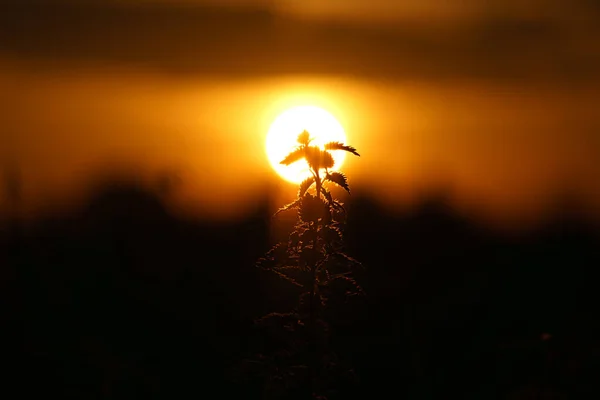 ベルリン郊外に太陽を沈める 前景にシルエットとして植物 ロマンチックな夜の空 — ストック写真