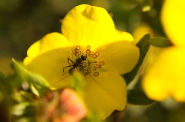 Yaprakta makro karınca vuruşuyla meşgul. Küçük böceğin ayrıntılı görüntüsü