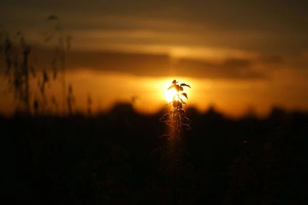 Zapadá Slunce Okraji Berlína Rostliny Jako Silueta Popředí Romantická Večerní — Stock fotografie