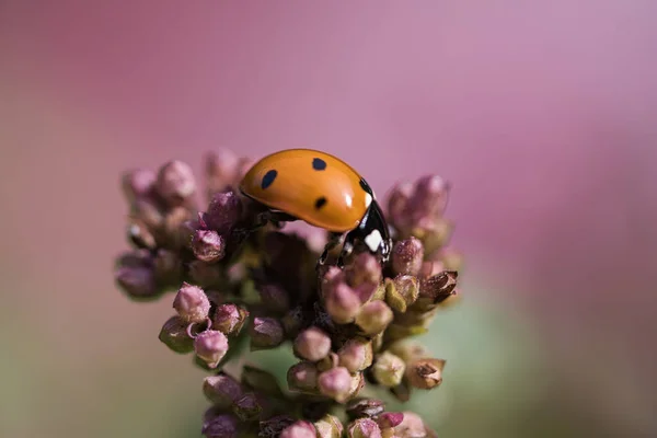 Ladybugs are a family of hemispherical, flying beetles with a worldwide distribution; their upper wings usually have a varying number of conspicuous spots. Many species feed on aphids and scale insects