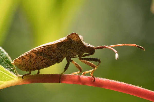 Buggar Insekter Och Hör Till Näbbinsektsordningen Cirka 000 Kända Arterna — Stockfoto