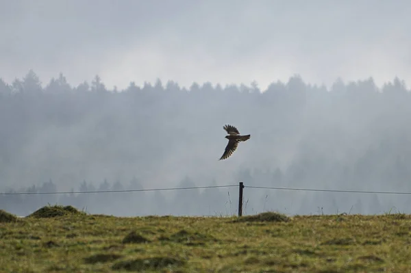 Roofvogel Die Zijn Geslagen Prooi Meeneemt Ochtend Tijdens Een Wandeling — Stockfoto