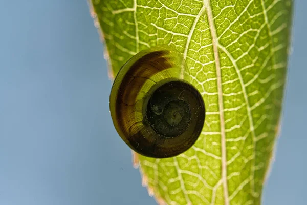 Snigel Som Kryper Växt Lugnt Och Fint Kryper Den Framåt — Stockfoto