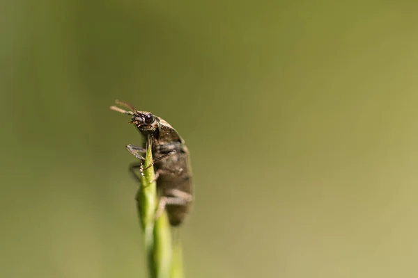 在宏观摄影中爬在花朵上的甲虫 环境中细腻有趣的昆虫 — 图库照片