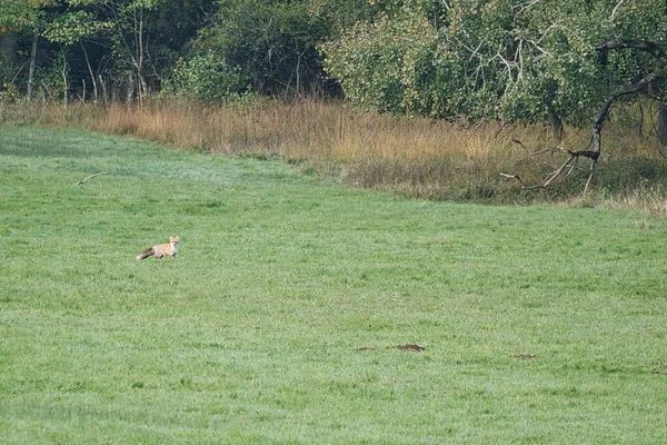 牧草地にいるキツネが成長していない場所を探しています 写真はサールラント州で撮影されました — ストック写真
