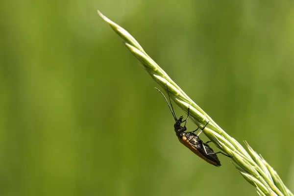 在宏观摄影中爬在花朵上的甲虫 环境中细腻有趣的昆虫 — 图库照片