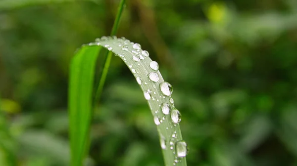 Dewdrops Stuck Together Blade Grass Morning Meadow Fresh Green — Stock Photo, Image