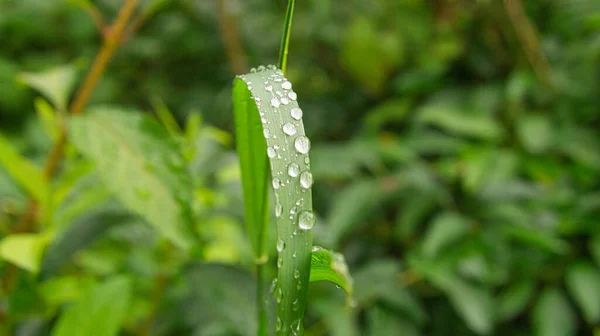 Gotas Rocío Pegadas Una Brizna Hierba Por Mañana Prado Verde — Foto de Stock