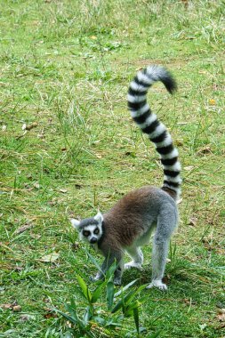 Maki maymunu yerde, izleyiciye bakıyor. Siyah ve beyaz maymunlar ilgili ve şakacıdırlar. Onları izlemek çok komik..