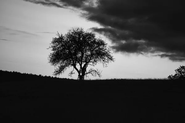 사아를 Saarland 나무에 석양이 사다리는 흰색으로 기울어져 고요하고 외로운 — 스톡 사진