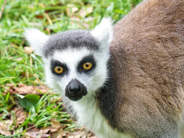 Maki Affe Boden Der Den Betrachter Anschaut Interessiert Und Verspielt — Stockfoto