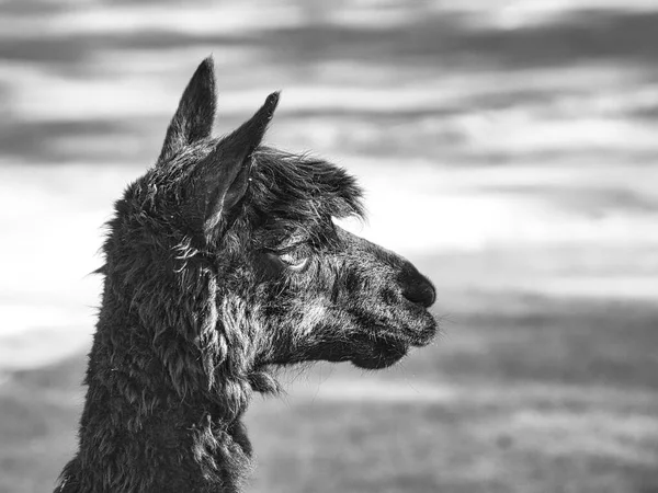 Alpaka Portréban Fekete Fehérben Érdekes Aranyos Emlősök Haszonállatok Amelyekből Gyapjút — Stock Fotó