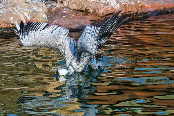 Pelikan Auf Dem Wasser Beim Tauchen Aufgenommen Großer Seevögel Mit — Stockfoto