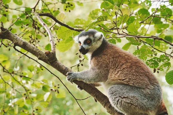 Maki Affe Auf Ihrem Baum Der Den Betrachter Anschaut Interessiert — Stockfoto