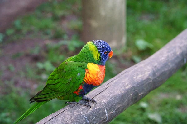 Lorikeet Называют Лори Краткости Являются Попугайными Птицами Красочном Оперении Интересно — стоковое фото