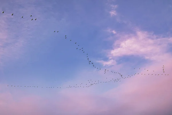 Cranes Moving Formation Sky Migratory Birds Darss 100000 Birds Migrate — Stock Photo, Image