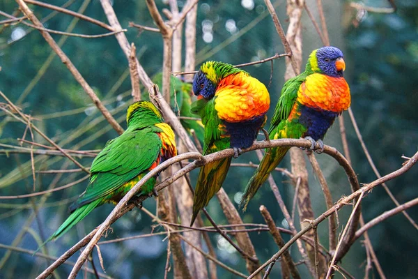 Group Lorikeets Bush Lorikeet Also Called Lori Short Parrot Birds — Stockfoto