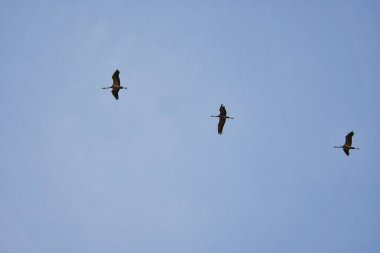 Turnalar gökyüzünde hareket halinde. Darss 'taki göçmen kuşlar. Her sonbaharda 100.000 kuş kuzeyden güneye ve baharda tekrar geri göç eder. Pek çok ziyaretçiyi cezbeden doğal bir gösteri..
