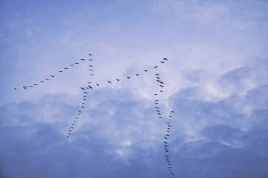Turnalar gökyüzünde hareket halinde. Darss 'taki göçmen kuşlar. Her sonbaharda 100.000 kuş kuzeyden güneye ve baharda tekrar geri göç eder. Pek çok ziyaretçiyi cezbeden doğal bir gösteri..