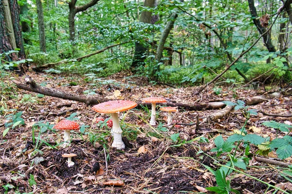 Groupe Crapauds Dans Une Forêt Feuillus Sur Darss Les Champignons — Photo