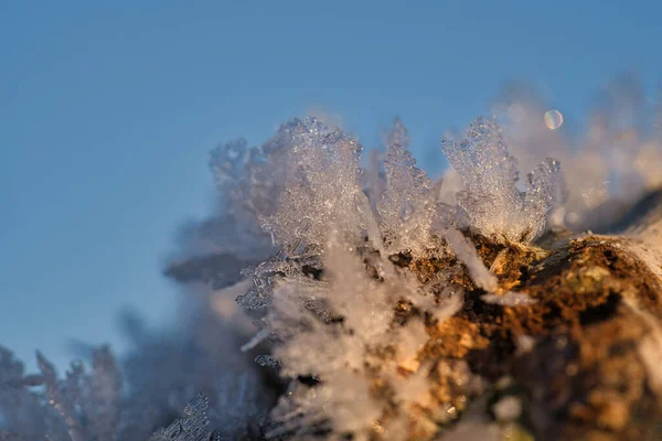 Κρύσταλλοι Πάγου Που Έχουν Σχηματιστεί Κορμό Δέντρου Και Έχουν Αυξηθεί — Φωτογραφία Αρχείου