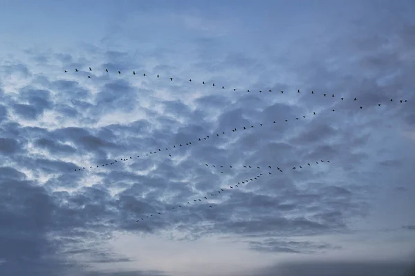 Cranes moving in formation in the sky. Migratory birds on the Darss. 100000 birds migrate every year in autumn from the north to the south and back again in spring. A natural spectacle that attracts many visitors.