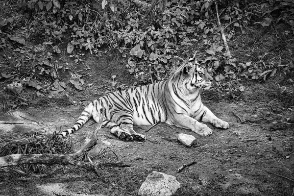 Tigre Siberiano Blanco Negro Acostado Relajado Prado Poderoso Gato Depredador — Foto de Stock