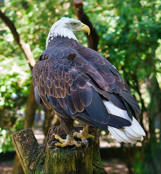 Bald Eagle Portrait Heraldic Animal Usa Majestic Bird Prey Close — 图库照片