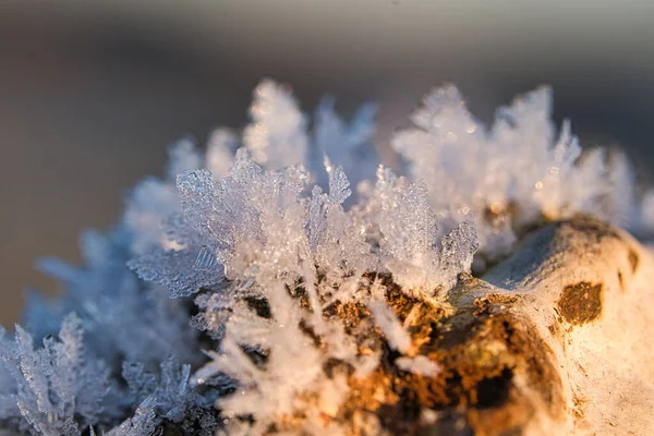 Ice Crystals Have Formed Tree Trunk Have Grown Height Winter — Stock Photo, Image