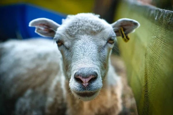 羊的鼻涕带着滑稽的眼神与观察者接触 在勃兰登堡举行 — 图库照片
