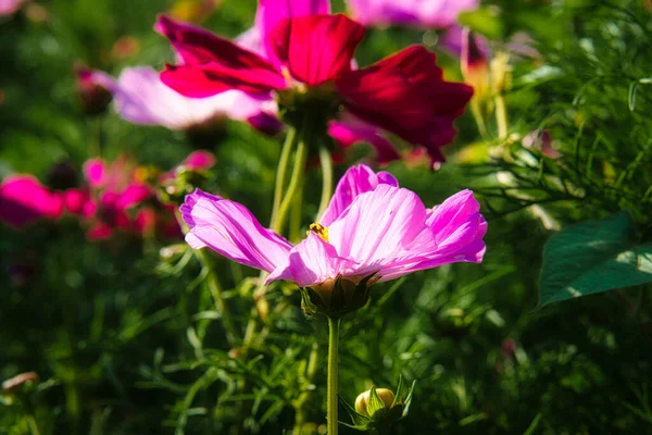 Квітковий Луг Різними Кольоровими Квітами Весняний Літній Квітковий Луг Романтичний — стокове фото