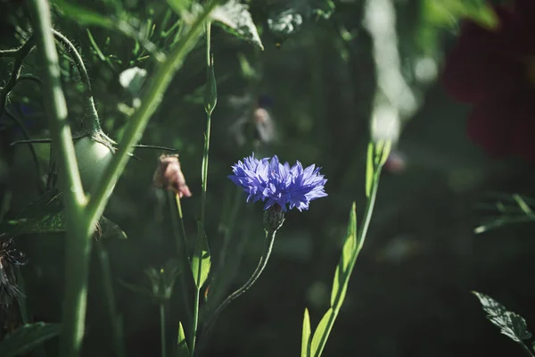 Kornblumen Blühen Einzeln Auf Einem Feld Blau Leuchten Die Blütenblätter — Stockfoto