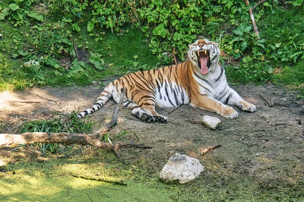 Siberian Tiger Yawning Lying Relaxed Meadow Powerful Predatory Cat Largest — стоковое фото