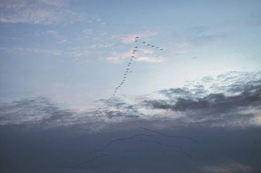 Turnalar gökyüzünde hareket halinde. Darss 'taki göçmen kuşlar. Her sonbaharda 100.000 kuş kuzeyden güneye ve baharda tekrar geri göç eder. Pek çok ziyaretçiyi cezbeden doğal bir gösteri..