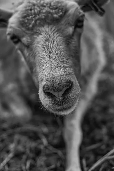 羊的鼻涕带着滑稽的眼神与观察者接触 吻我说的姿势 在勃兰登堡举行 — 图库照片