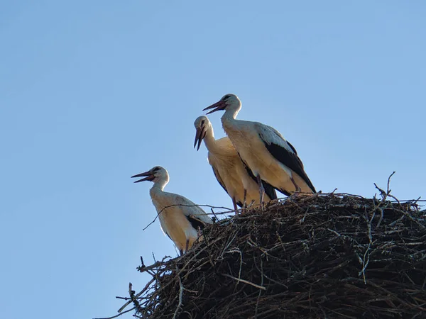 three white storks in the nest on a chimney in Brandenburg. Every year the parents come here in spring to breed.