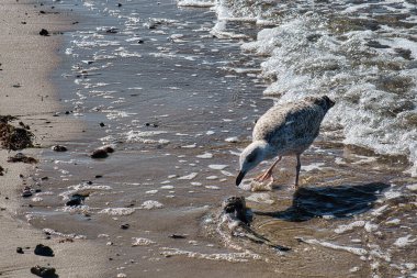 Zingst 'in kumlu sahilinde martı. Kuşu kapat.