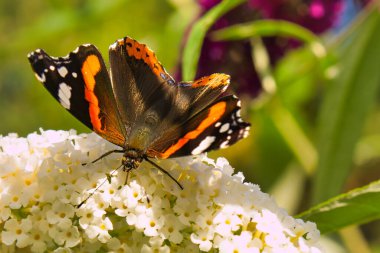 Amiral, bir güve olarak tüm açık habitatlarda bulunabilir, ama aynı zamanda seyrek orman alanlarında da. Odak noktaları yerleşim alanları, meyve bahçeleri ve çiçeklerdir..