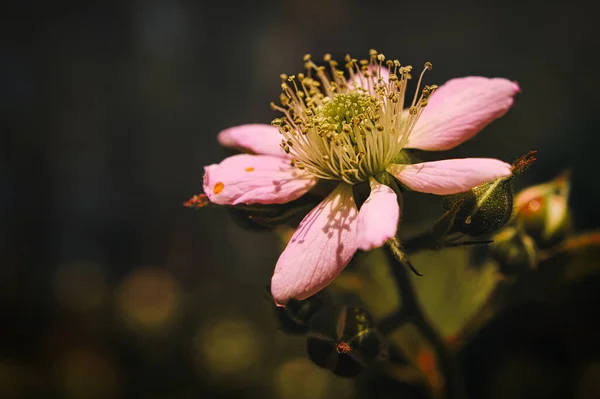 ブラックベリーは 素敵なボケと美しい光の気分で咲きます 詳細がたくさんある花の終わり — ストック写真