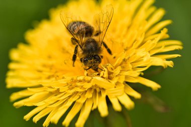 Bee collecting nectar on a dandelion flower macro. Macro shot