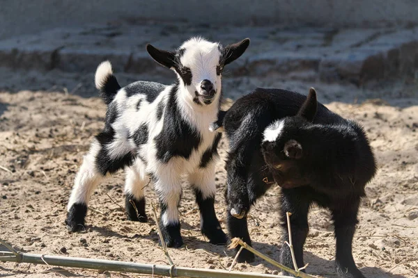 Goats Farm Animals Interesting Watch Especially Young Animals Portrait Recording — Stock Fotó