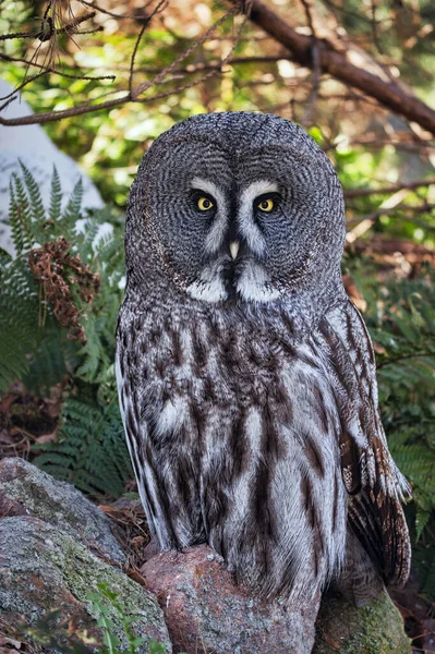 Owl Bird Prey Twilight Night Also Occurs Germany Portrait Recording — ストック写真