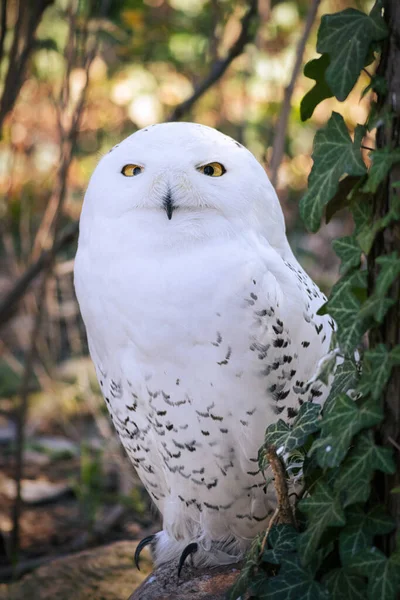 Owl Bird Prey Twilight Night Also Occurs Germany Portrait Recording — Fotografia de Stock