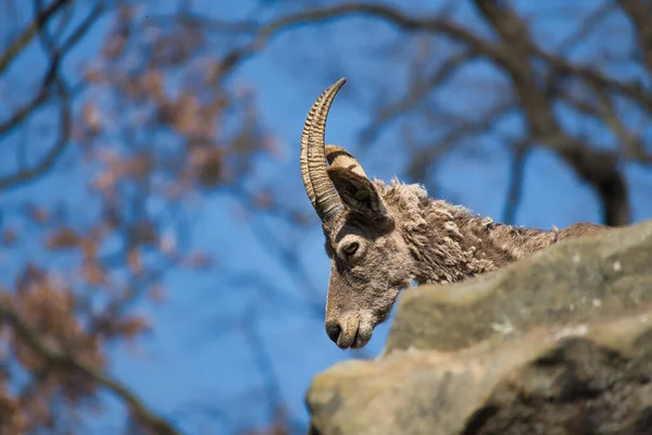 Ibex Berlin Zoo Portrait Recording — Stok fotoğraf