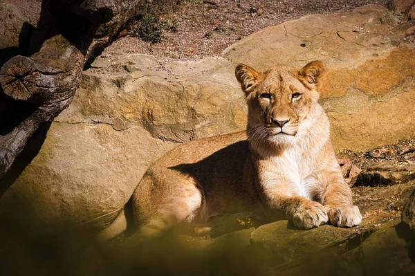 Lion King Animals More Majestic His Appearance Predator Top Food — Φωτογραφία Αρχείου