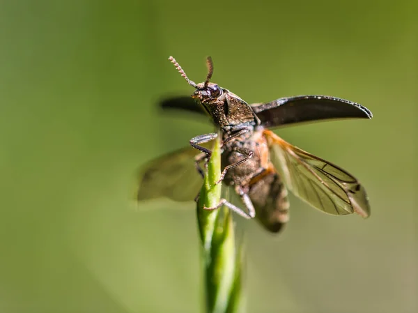 Macro Shot Beetle Detailed Nice Bokeh Thus Very Interesant — Foto de Stock