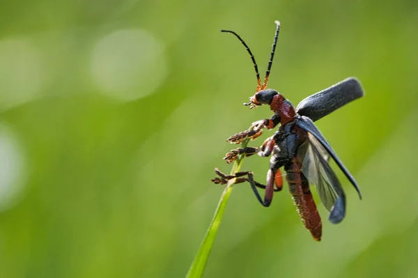 Macro Disparo Escarabajo Detallado Con Buen Bokeh Por Tanto Muy — Foto de Stock