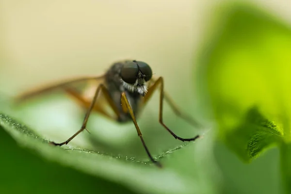 Fly Taken Macro Detailed Beautiful Macro Shot — Foto de Stock